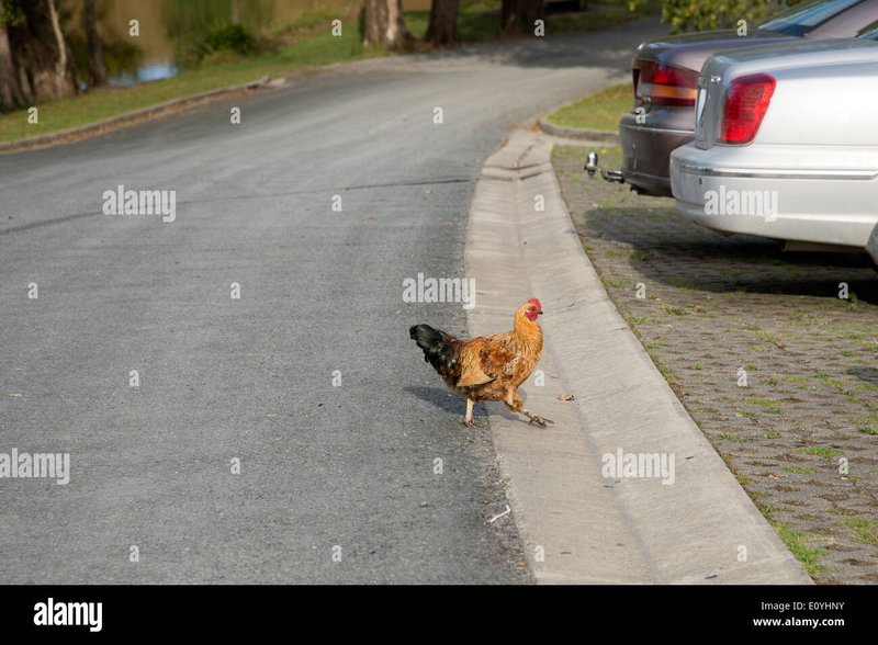 Prezentare generală chicken road casino